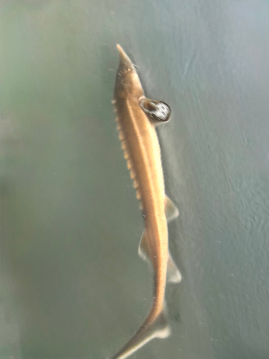 White Tip Sterlet 10-12in