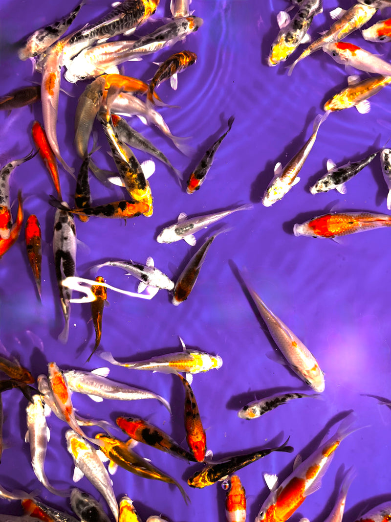 Selected Koi 3-4in