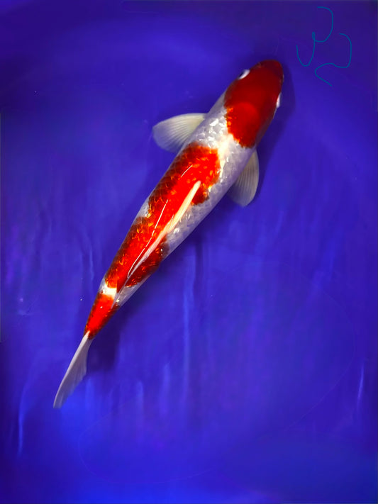 Gin Rin Kohaku