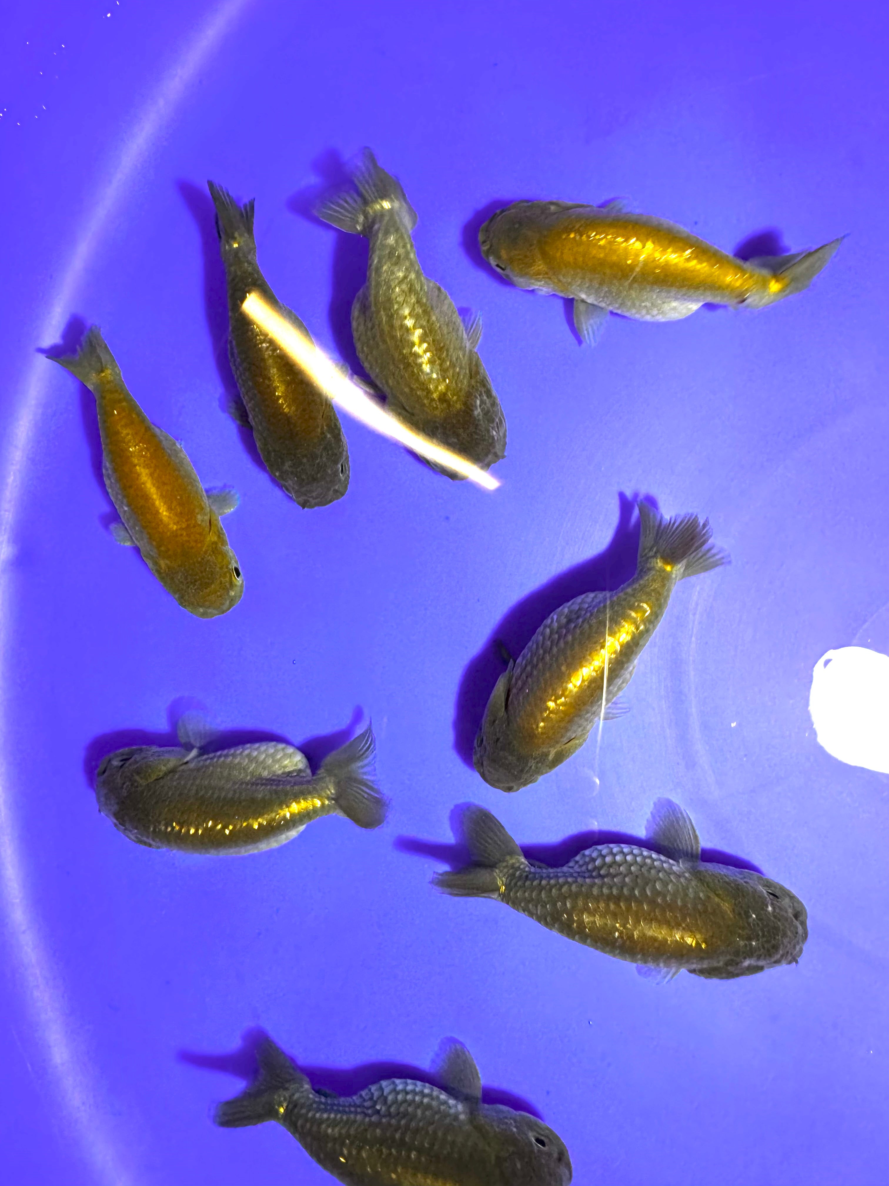 Green Ranchu 8-9cm
