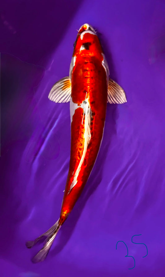 Doitsu Hariwake 35cm