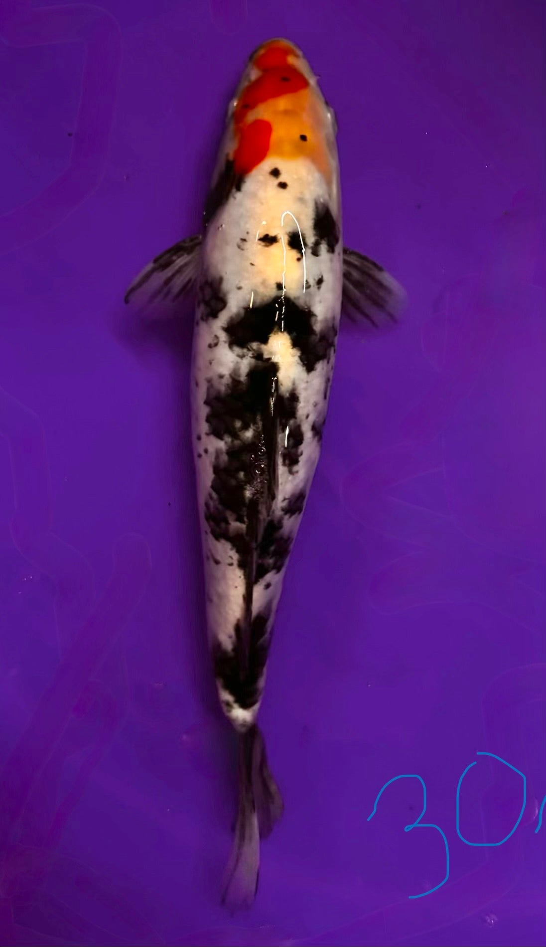 Tancho Sanke 30cm