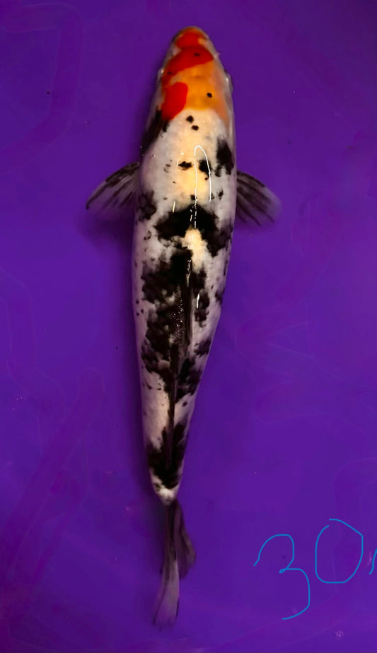 Tancho Sanke 30cm