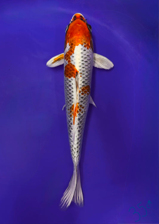 35cm Kujaku