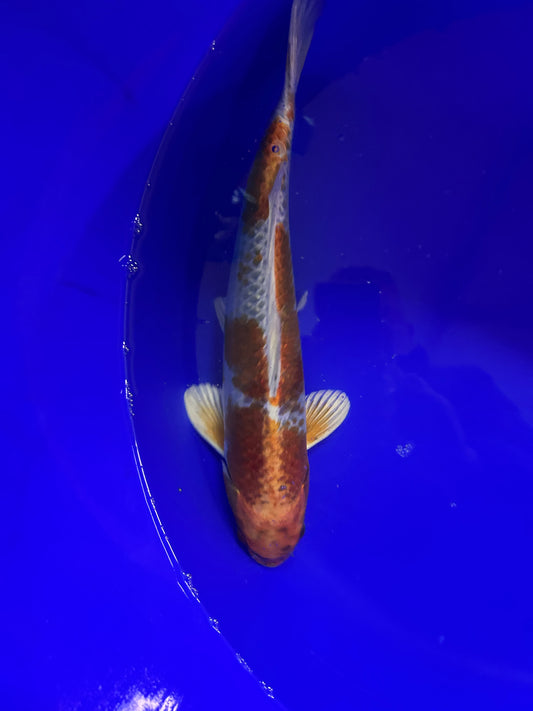 Kujaku 35cm