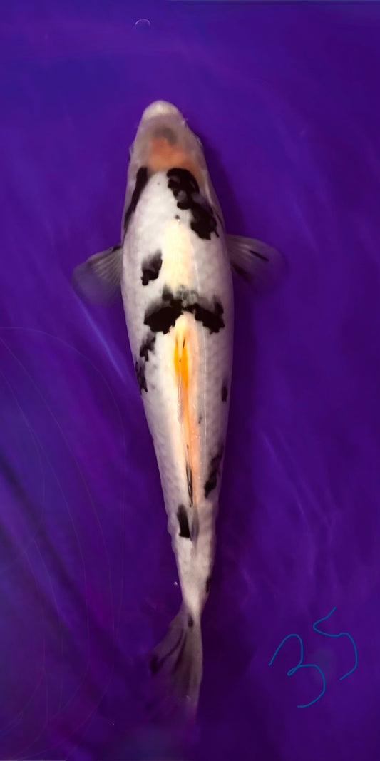 35cm Bekko