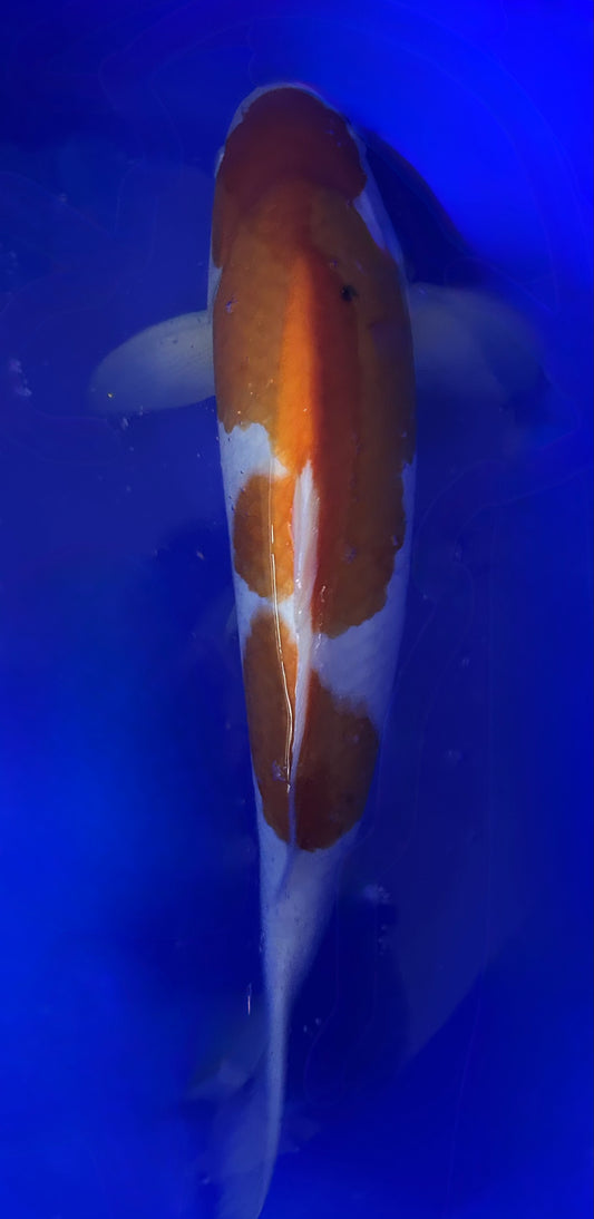 Matsue Kohaku 45cm