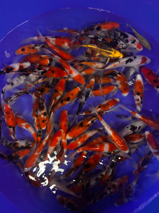 15-20cm Japanese Koi Mix