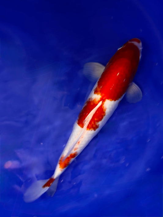 Gin Rin Kohaku 35cm
