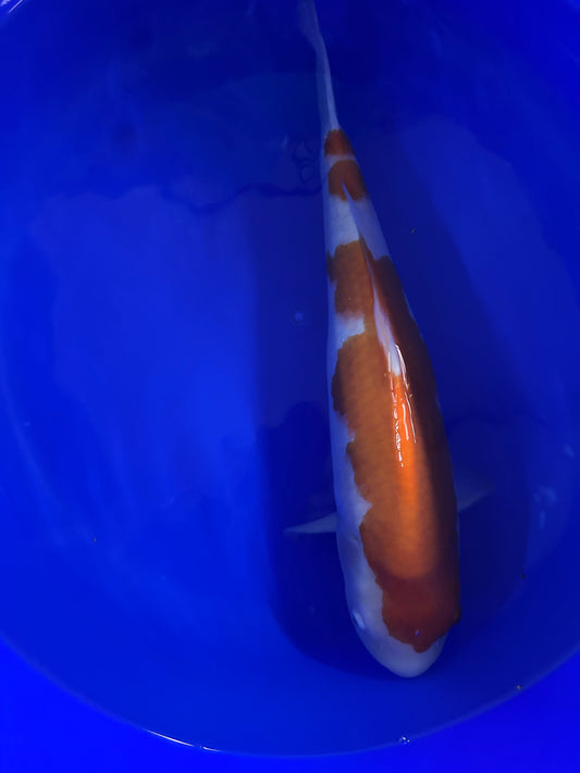 Matsue Kohaku 45cm