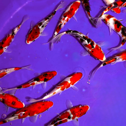 Japanese Koi 5-6in
