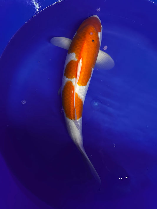 Japanese Matsue Kohaku 45-50cm