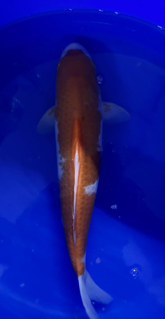 Matsue Kohaku 40cm