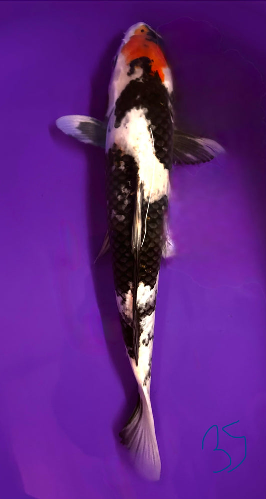 Tancho Showa 35cm