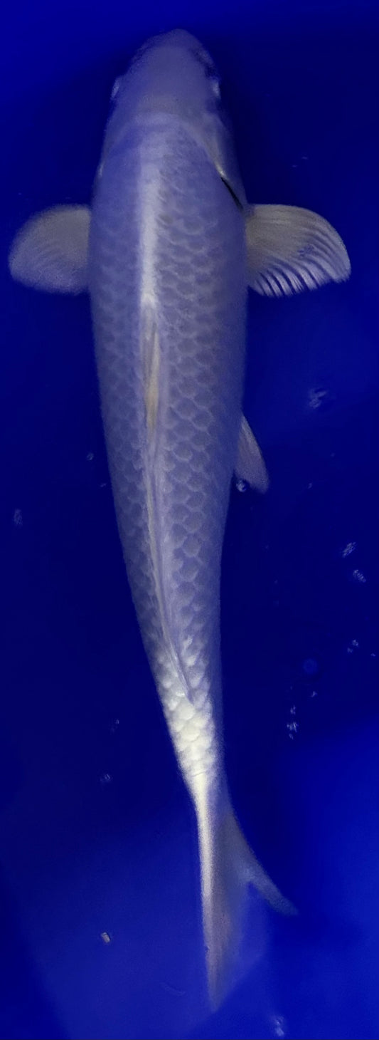 Platinum Ogon 35cm
