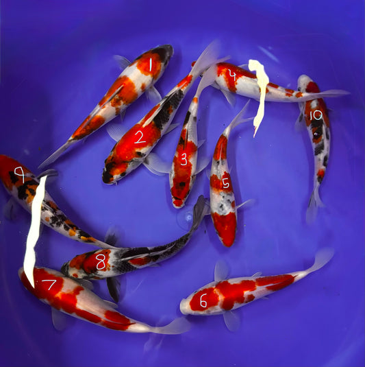 Japanese koi mix 20-30cm