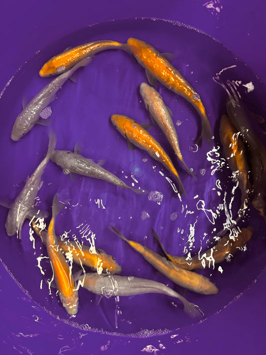 Japanese Ogon Mix