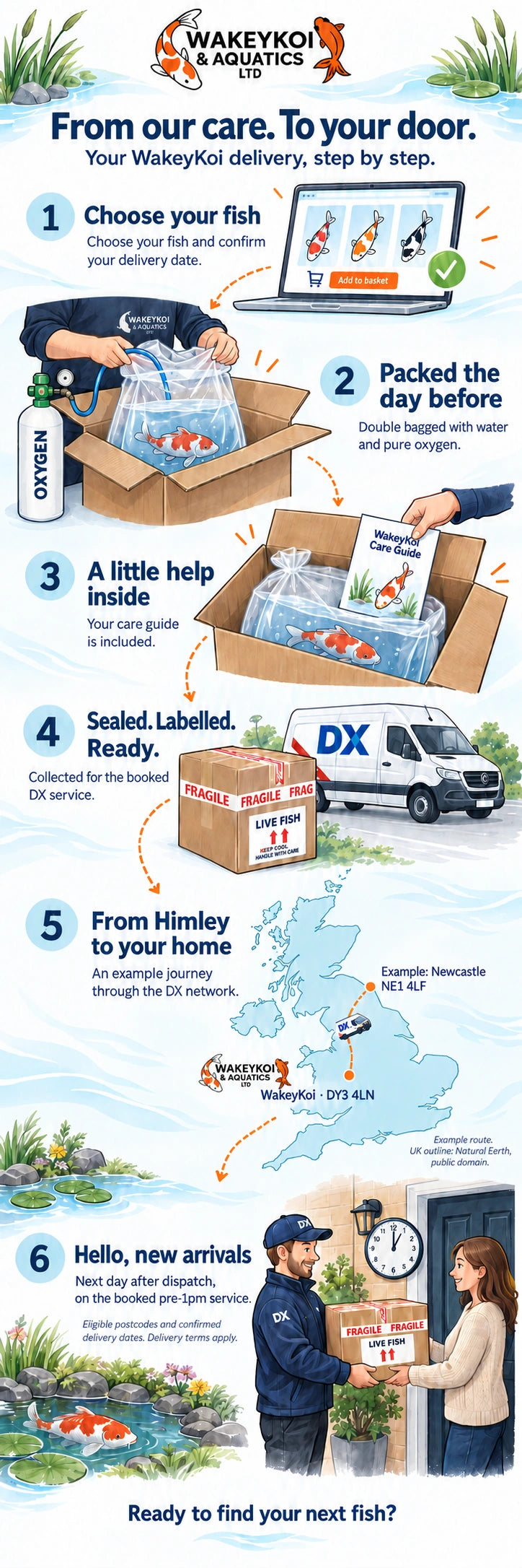Six illustrated steps from choosing WakeyKoi fish to receiving a double-bagged, oxygen-packed delivery by DX. Full text follows below.