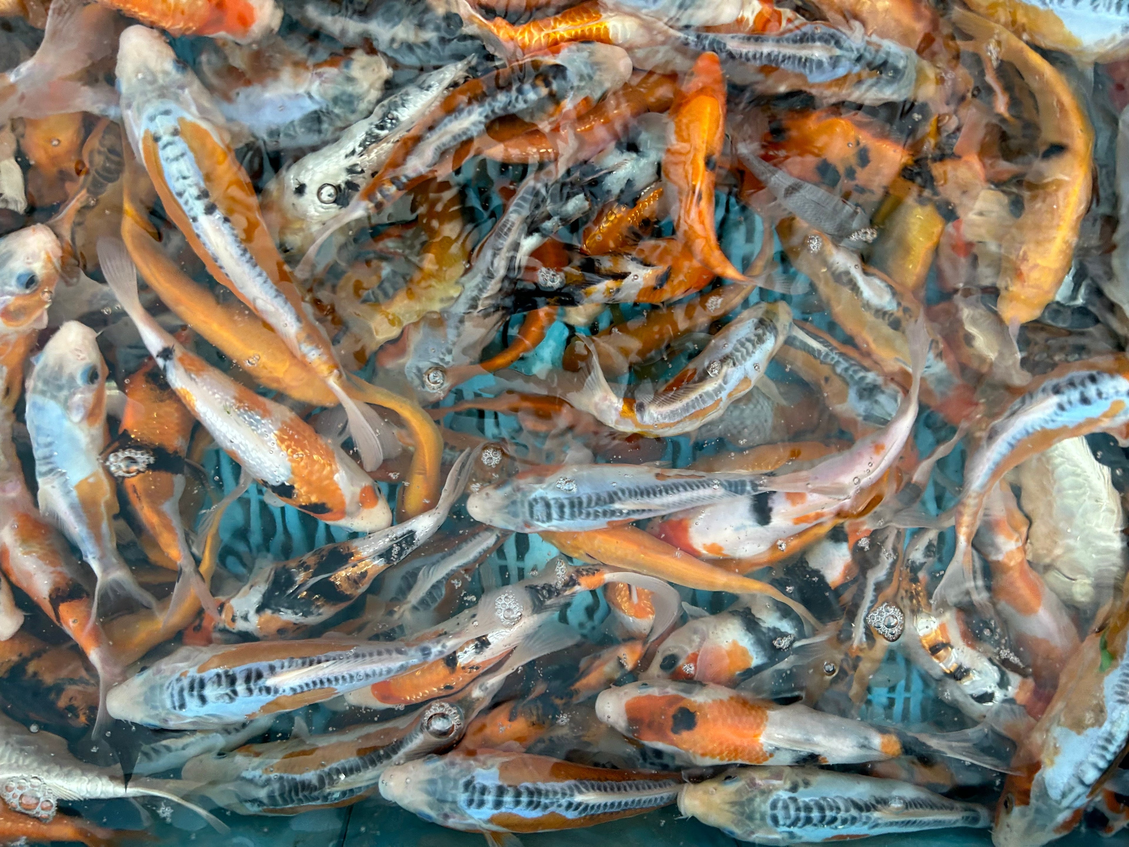 What makes a koi valuable?