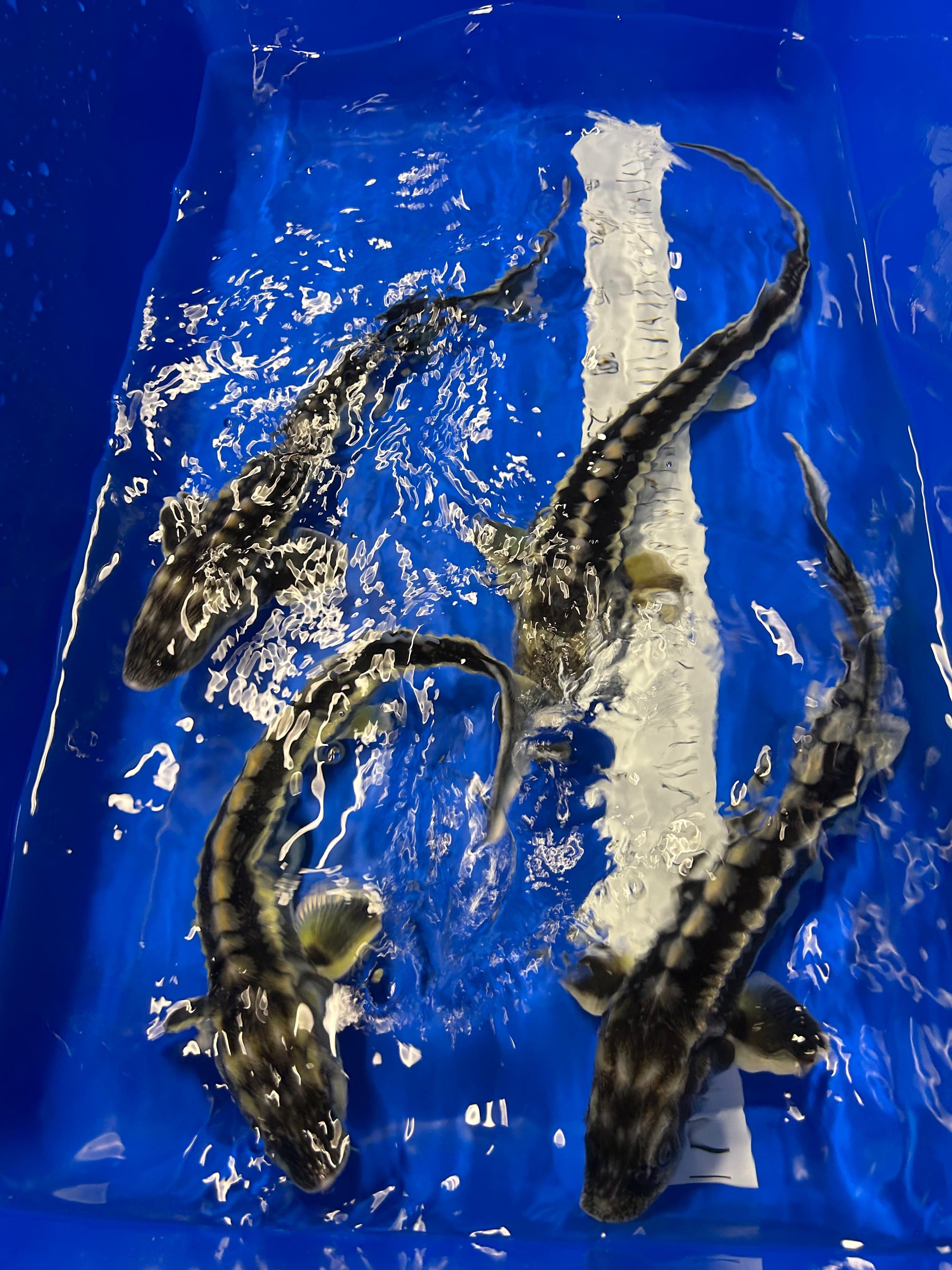 Sturgeon