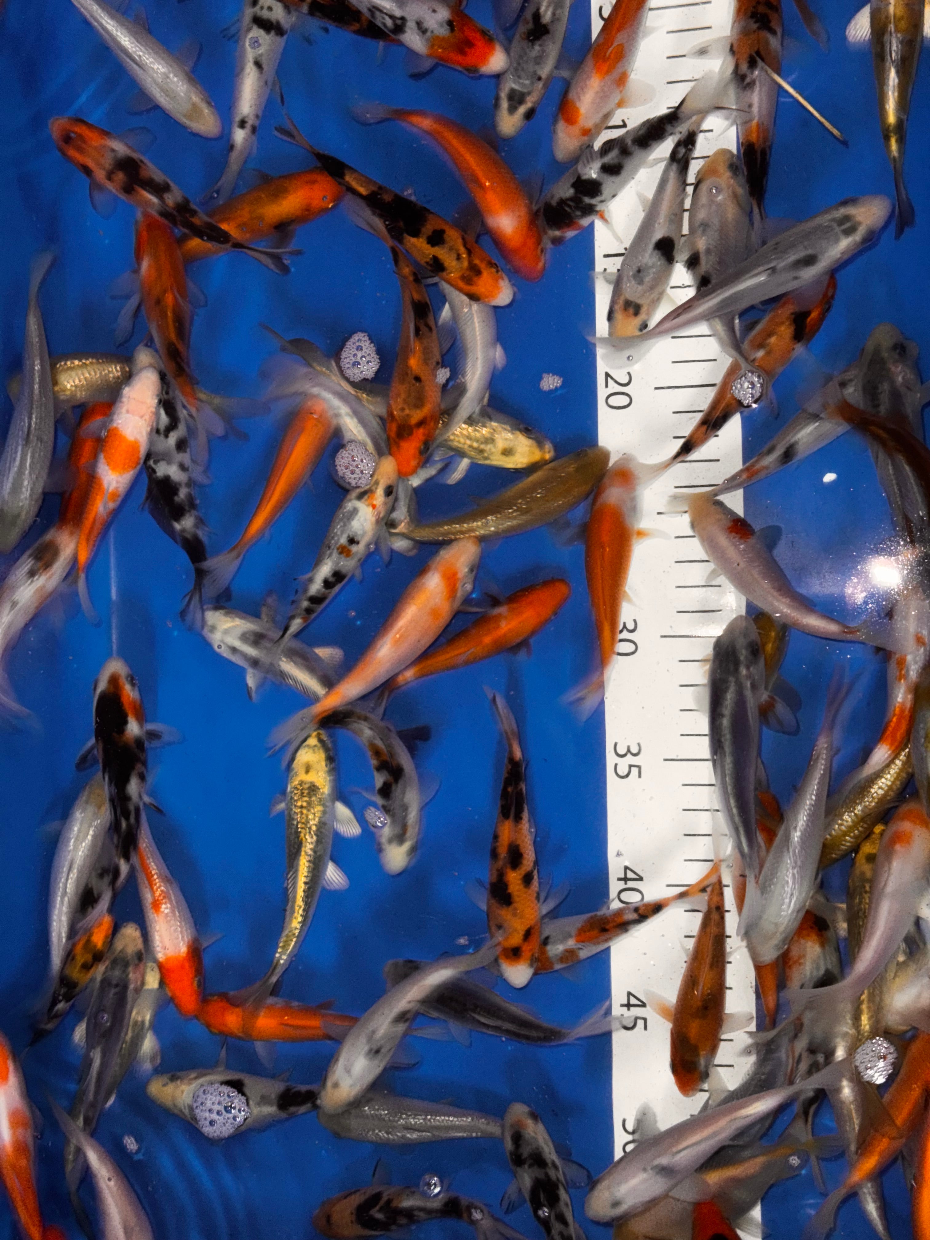 ALL KOI