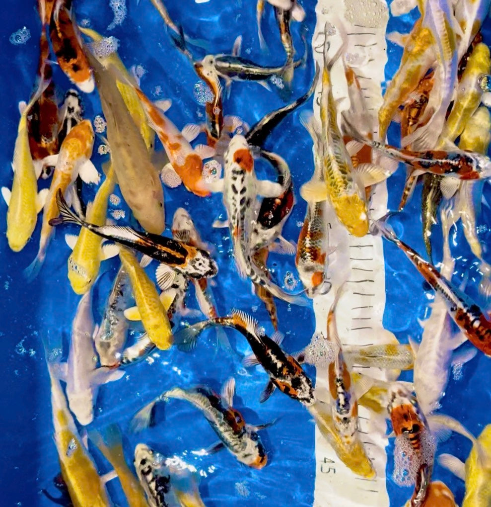 ALL JAPANESE KOI