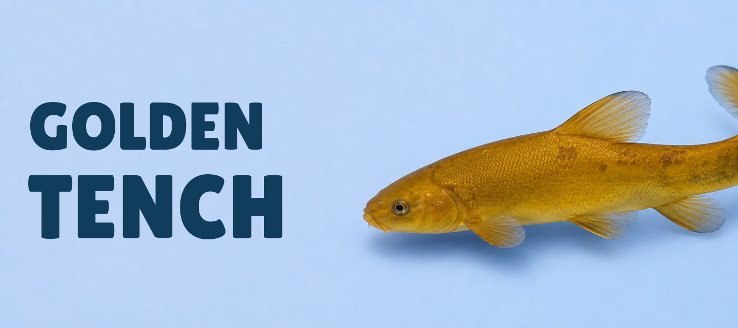 Golden Tench