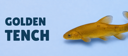 Golden & Green Tench