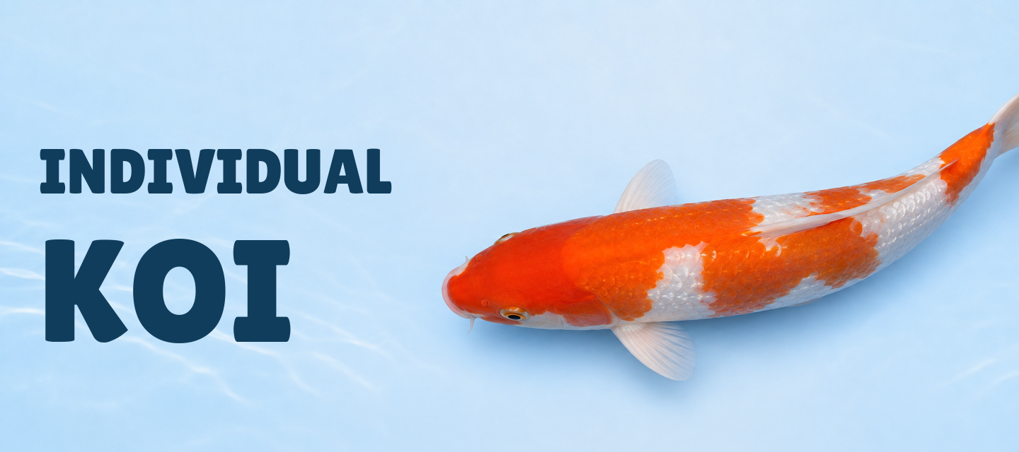 Individual Koi