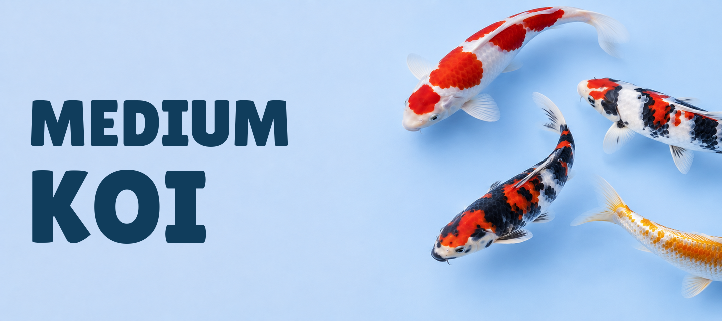 Medium Koi