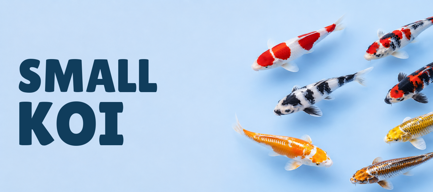Small Koi