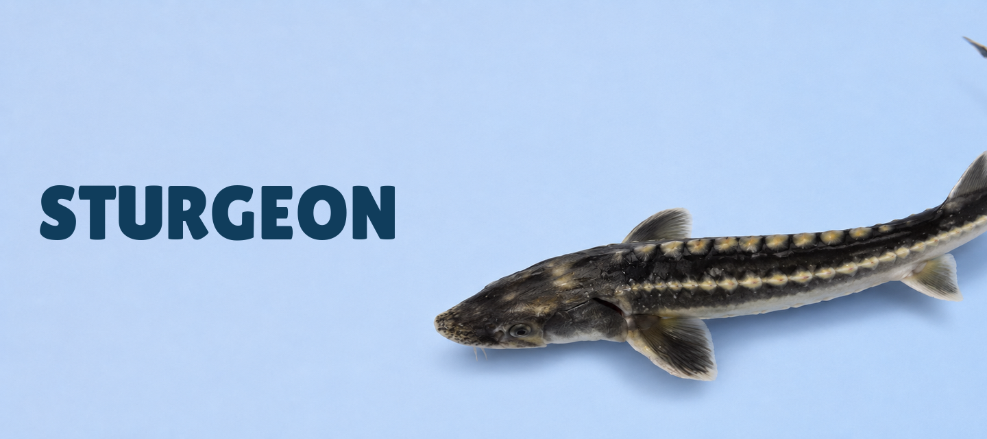 Sturgeon