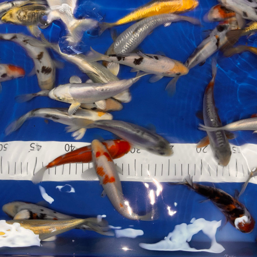 6-7” Koi Mix