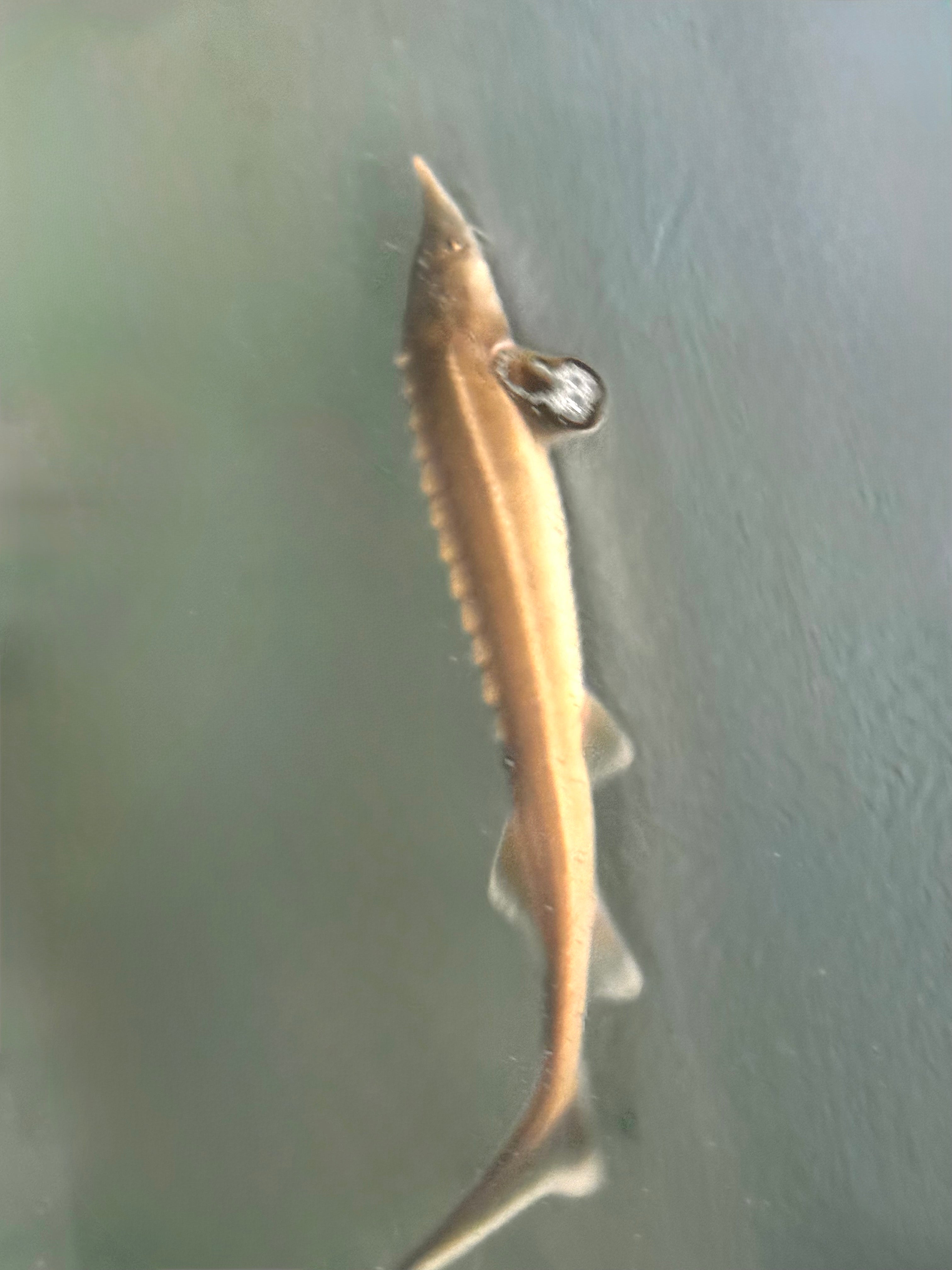 White Tip Sterlet 10-12in