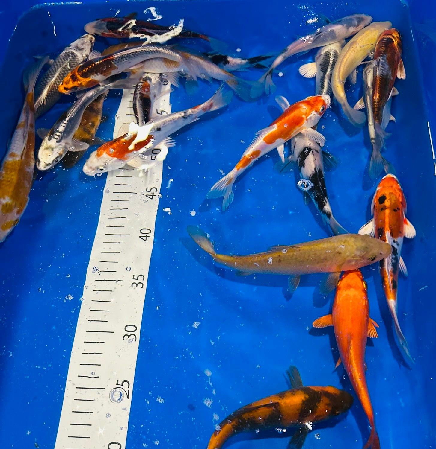 5-6” (12-15cm) Japanese Koi