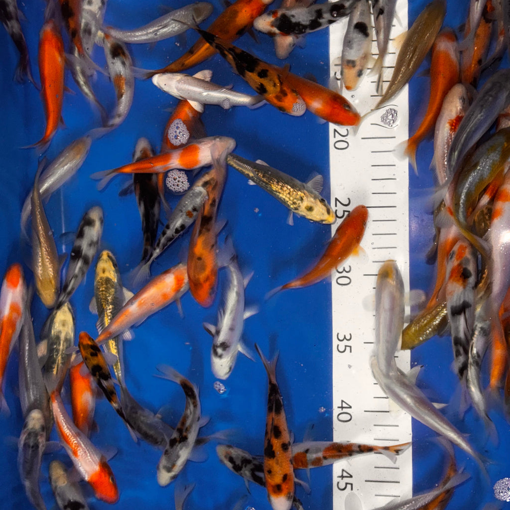 4-5” Koi Mix