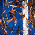 4-5” Koi Mix