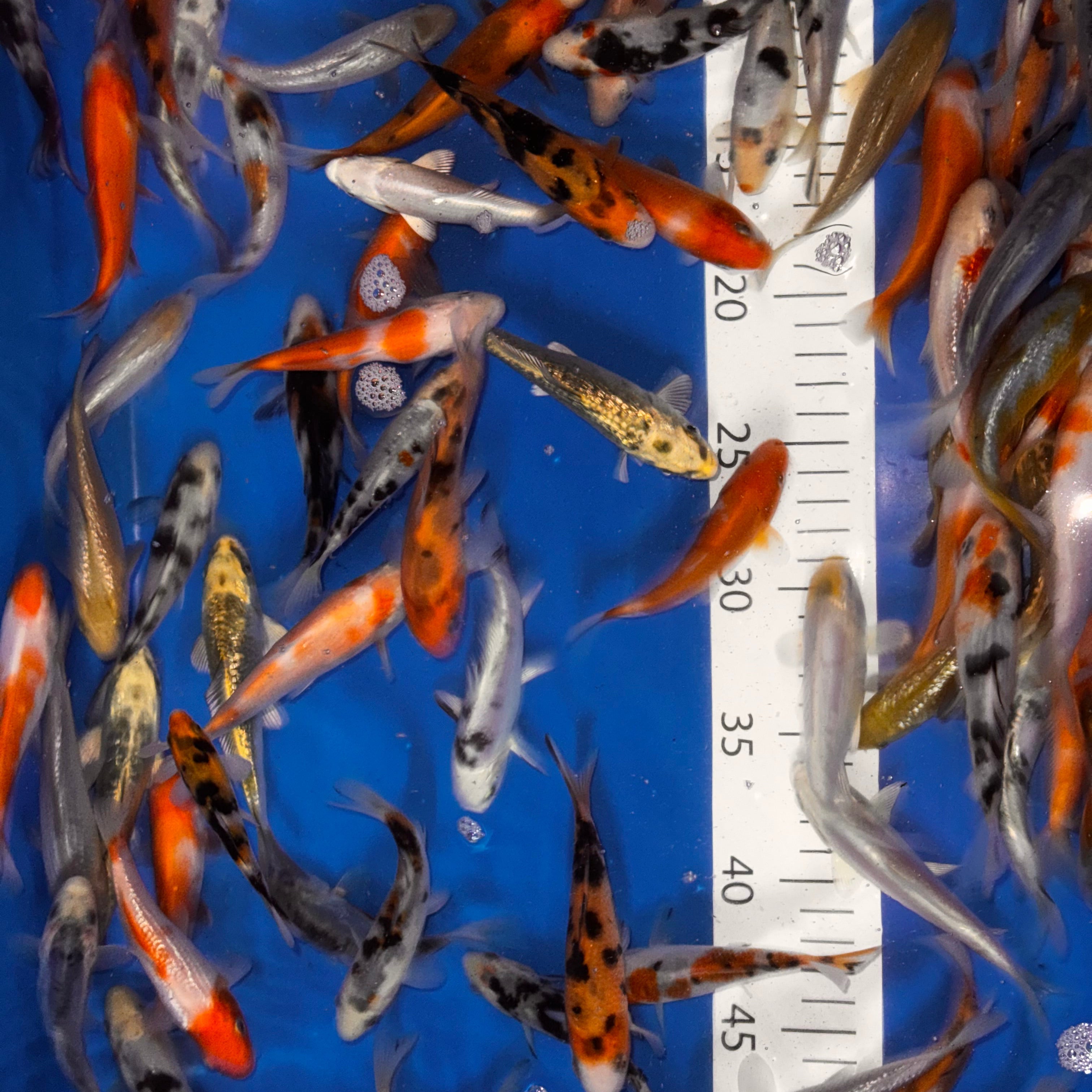 4-5” Koi Mix