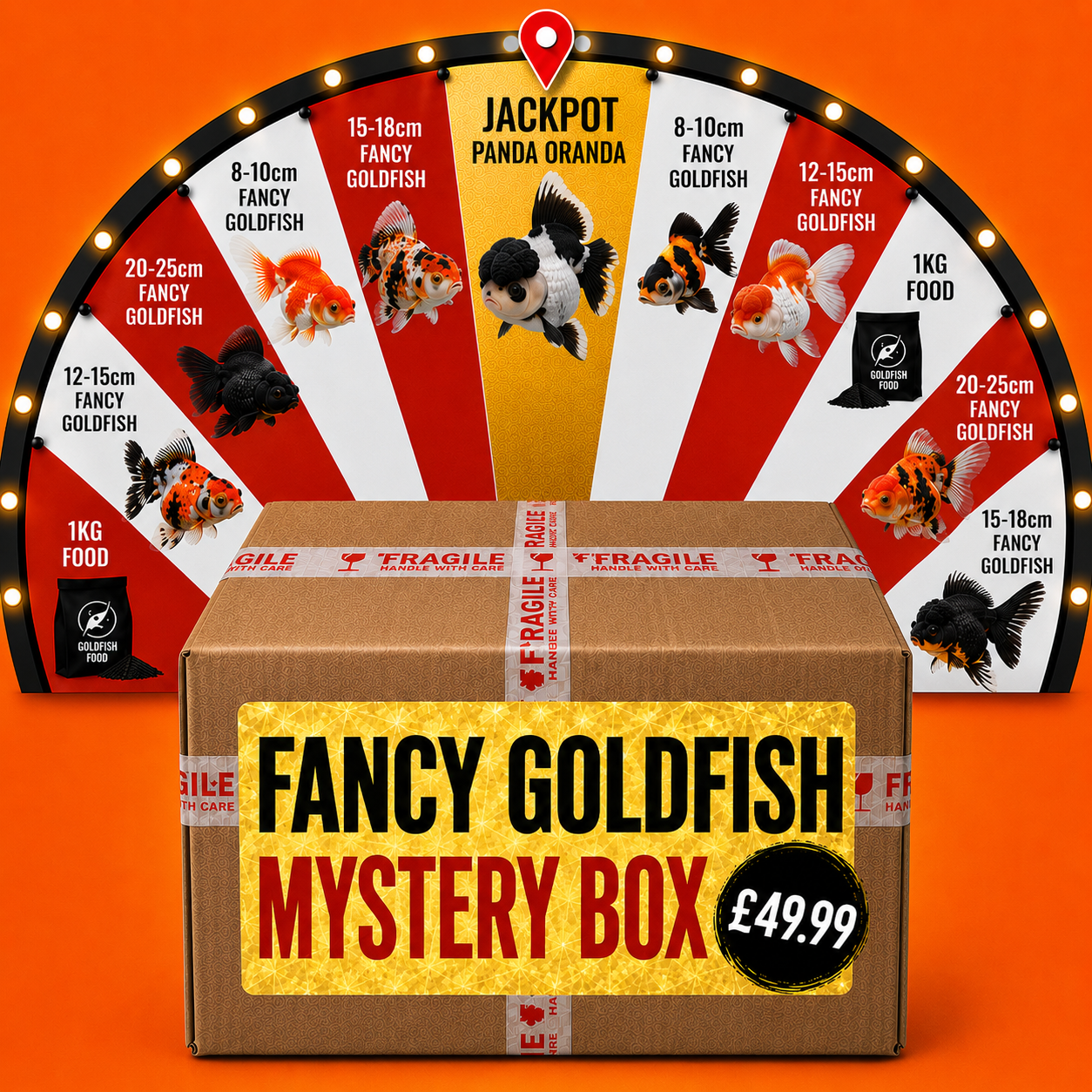 Fancy Goldfish Mystery Box
