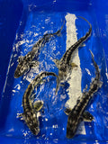 15-20” (38-50cm) Diamond/Zebra Sturgeon