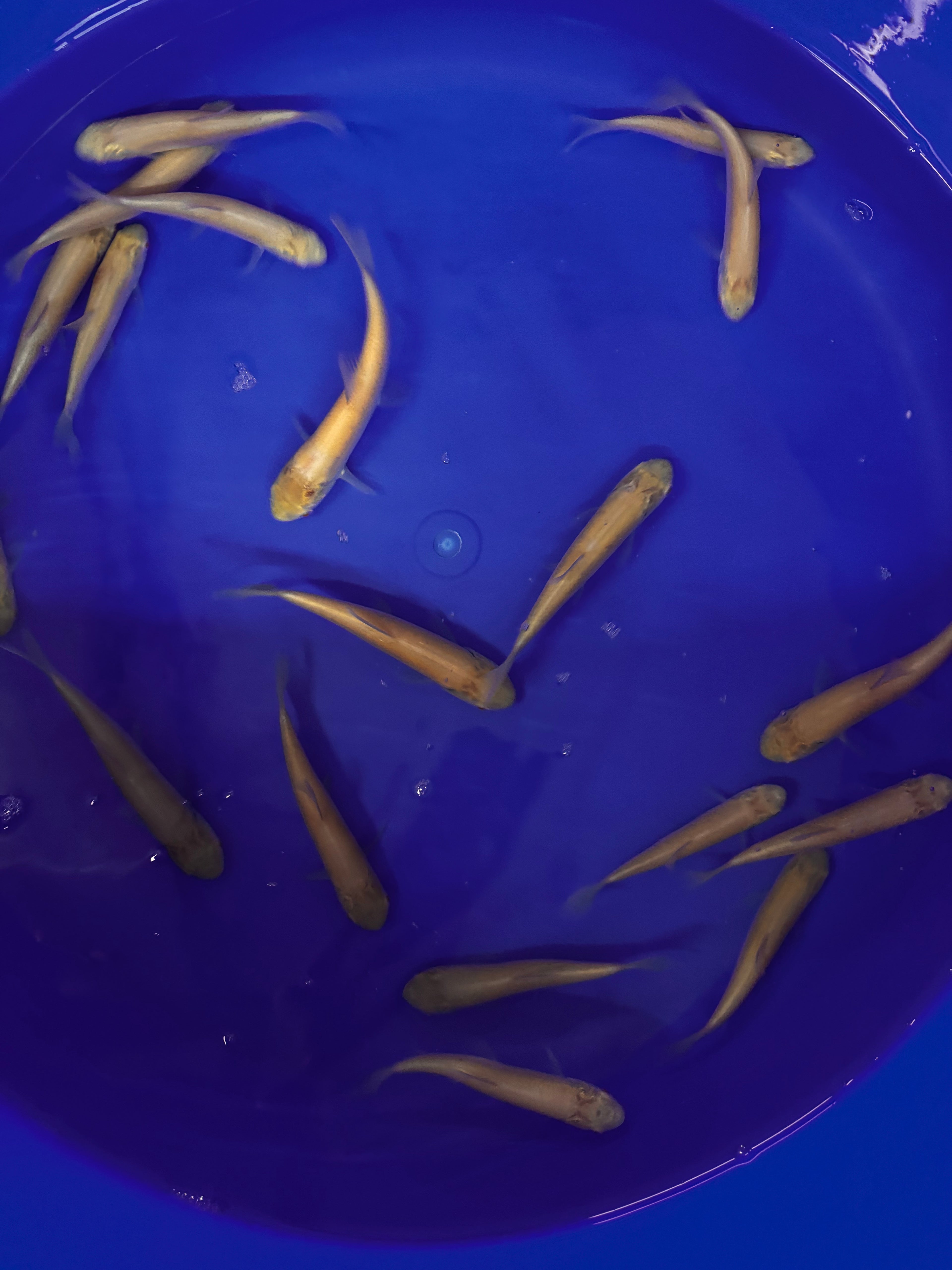 Albino Grass Carp 5-6in