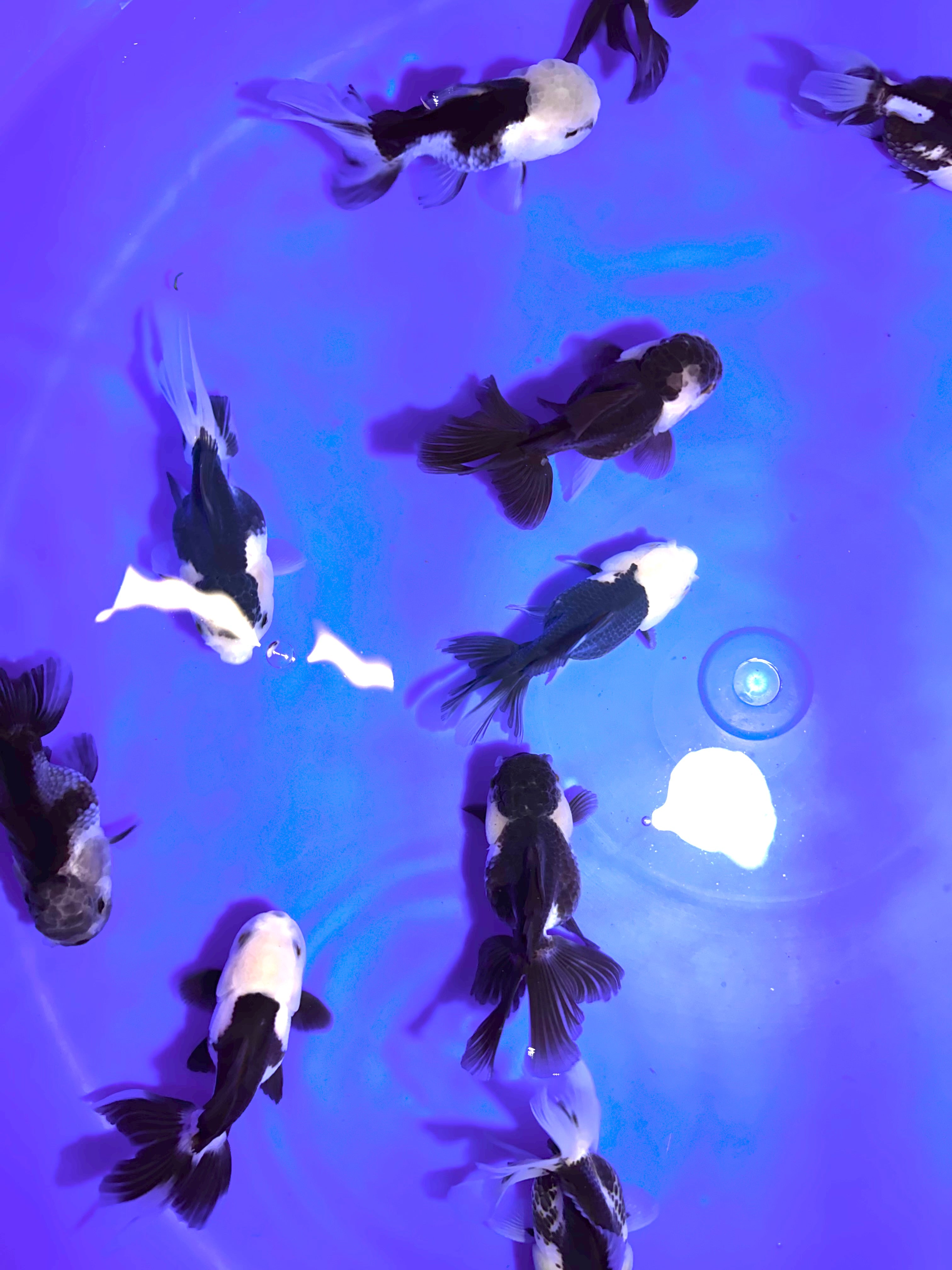 Panda Oranda 9-10cm