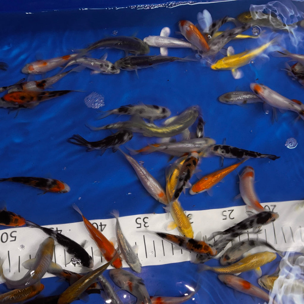 3-4” Koi Mix
