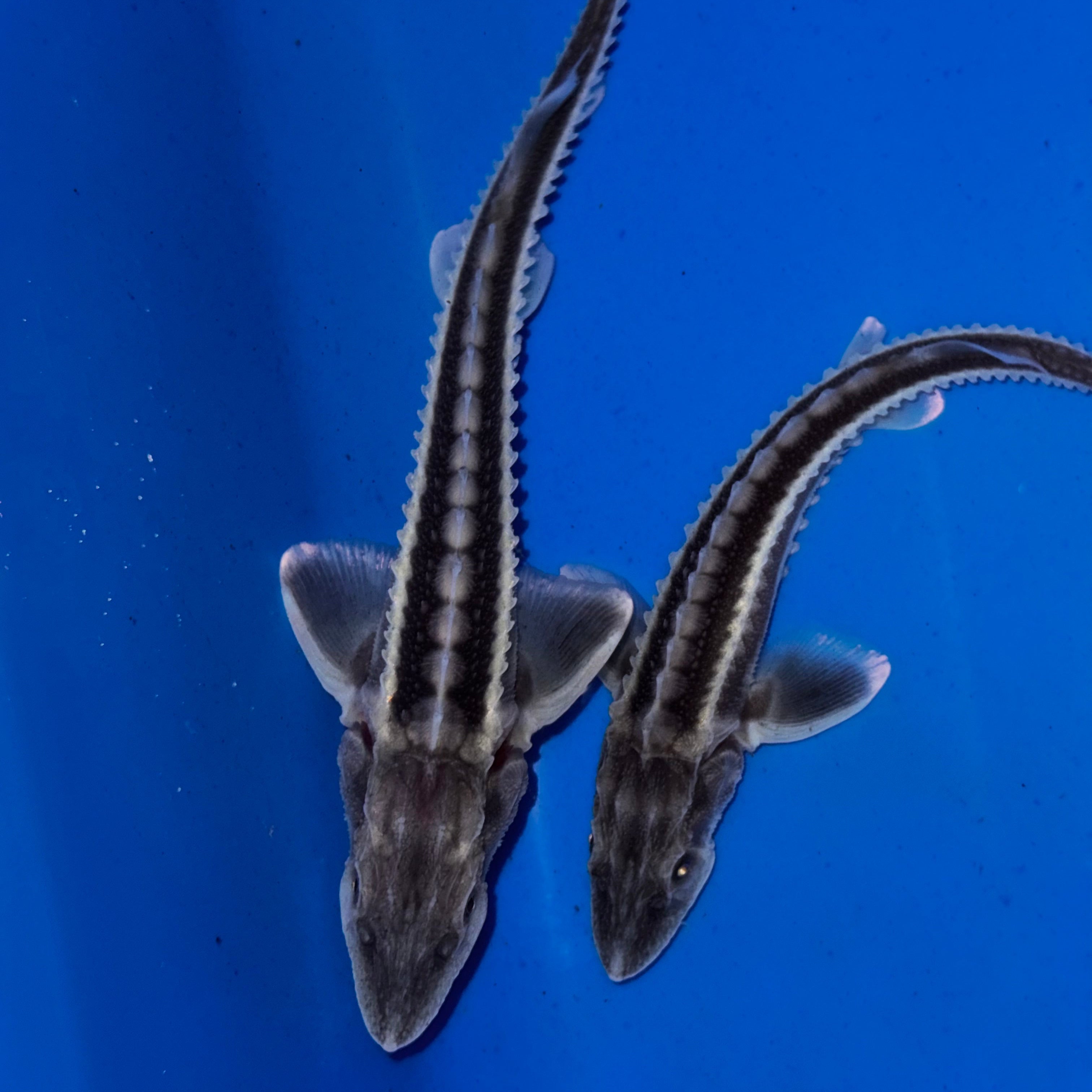 6-8” Diamond Sturgeon