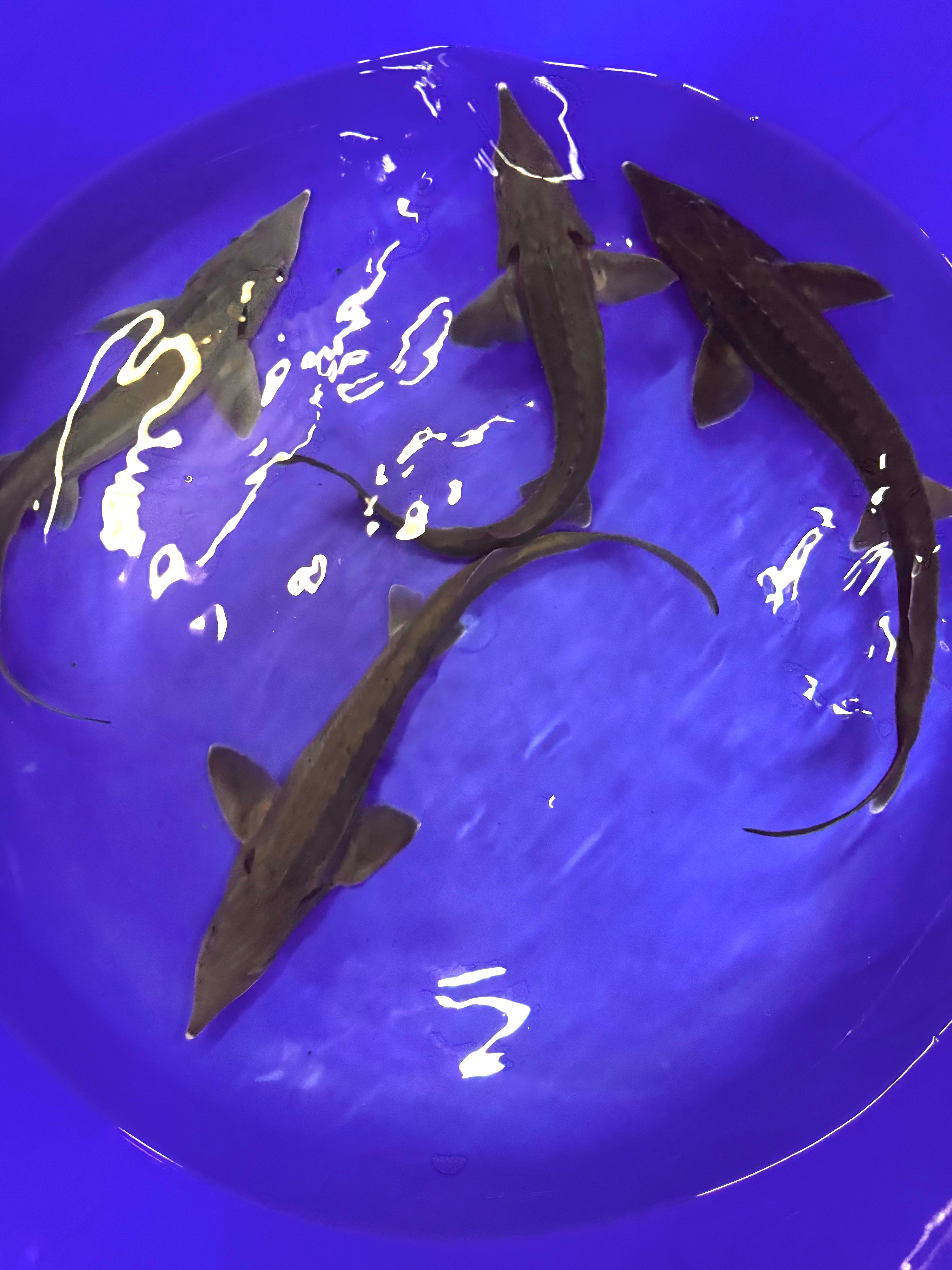 Longnose Sturgeon 30-35cm