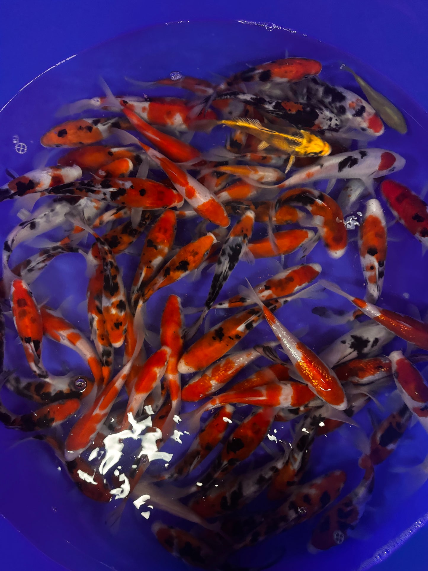 15-20cm Japanese Koi Mix