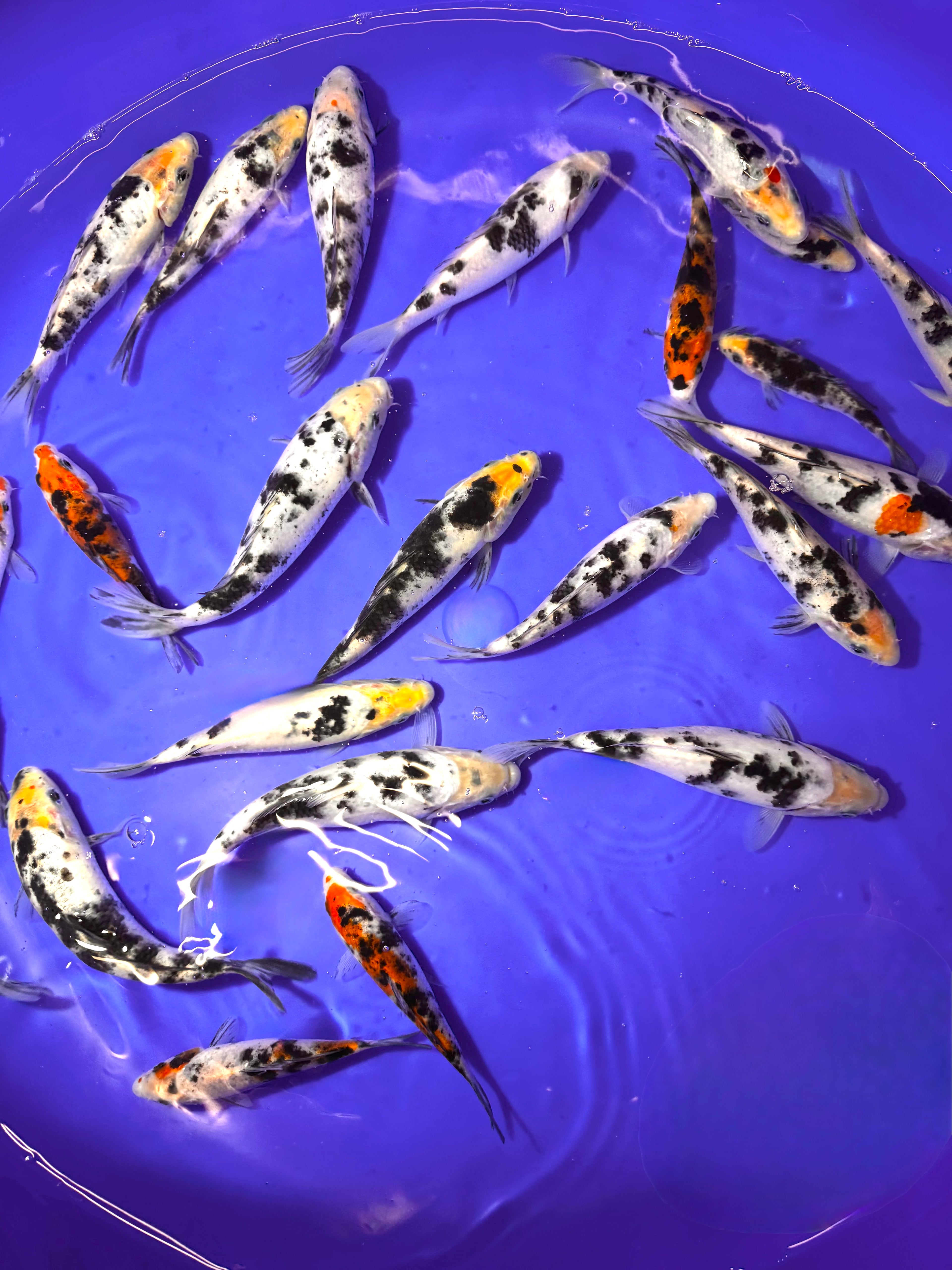 Selected Koi 5-7in