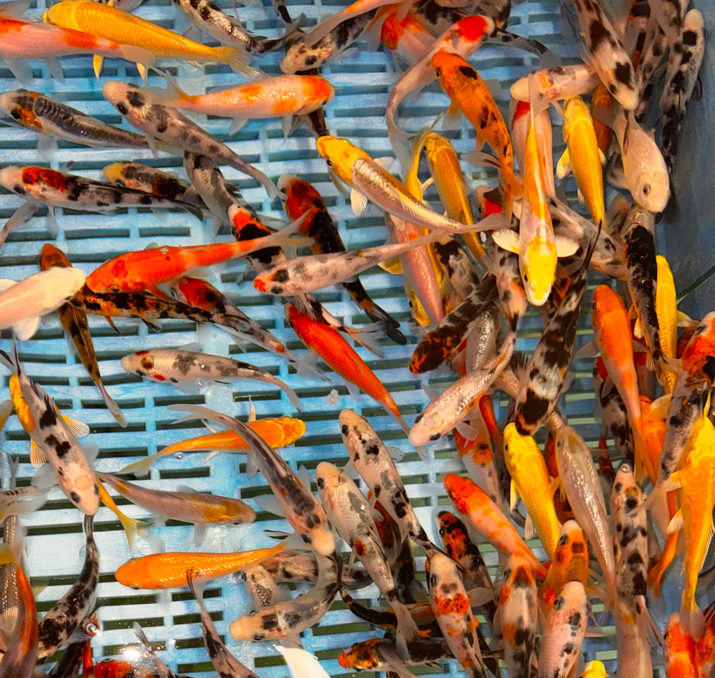 8-10CM KOI MIX + UP TO 5 FREE KOI
