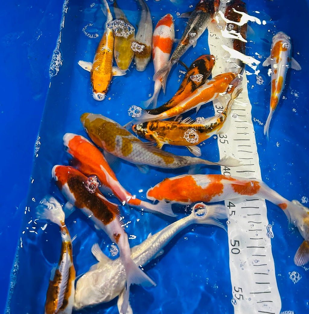8-10” (20-25cm) Japanese Koi