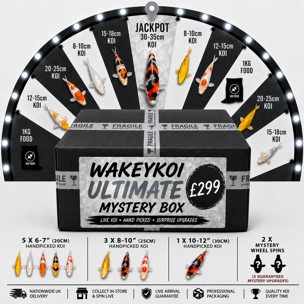 Wakeykoi ULTIMATE Mystery Box